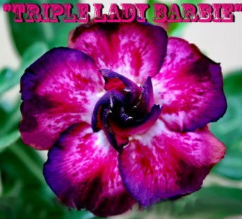 (image for) Adenium Obesum Triple Lady Barbie 5 Seeds - Click Image to Close
